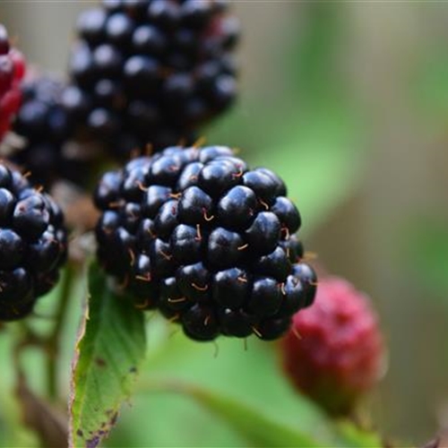 Brombeeren