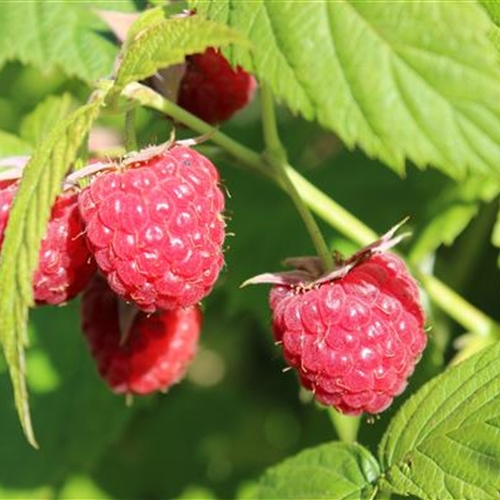 Himbeeren