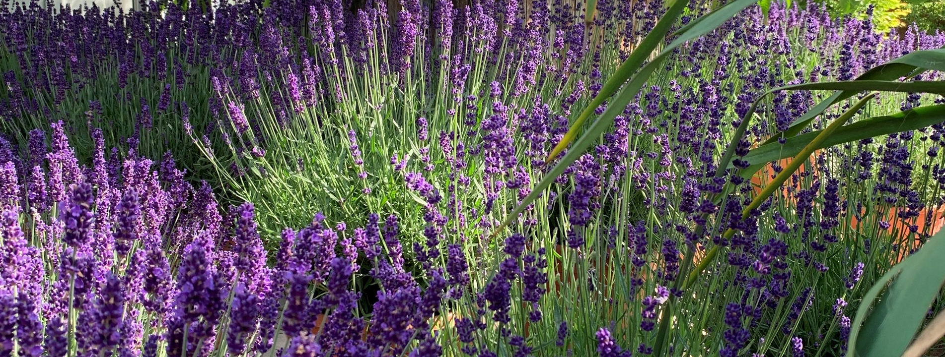 Lavandula angustifolia 'Hidcote'