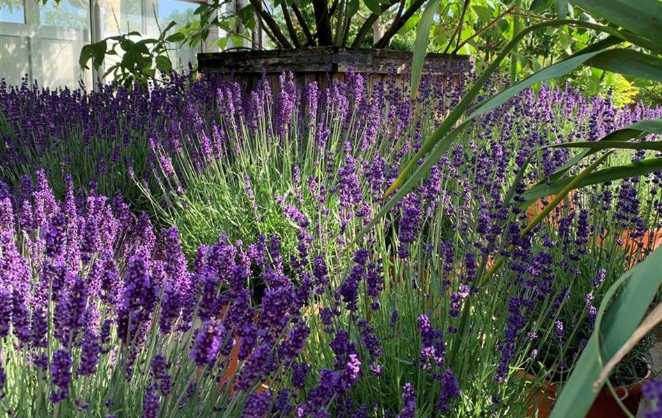 Lavandula angustifolia 'Hidcote'