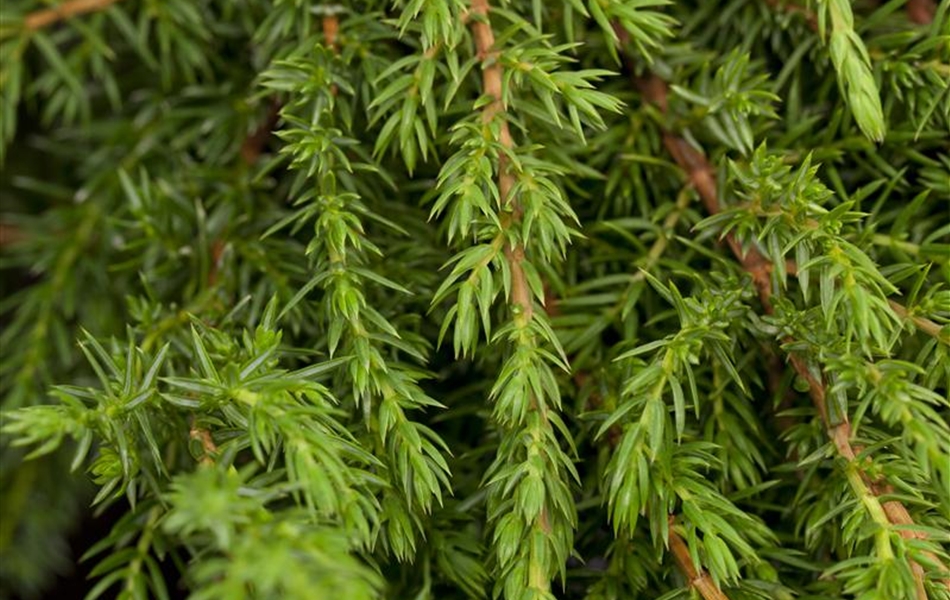 Juniperus communis 'Green Carpet'