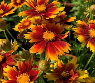 Coreopsis grandiflora 'UpTick Gold & Bronze'