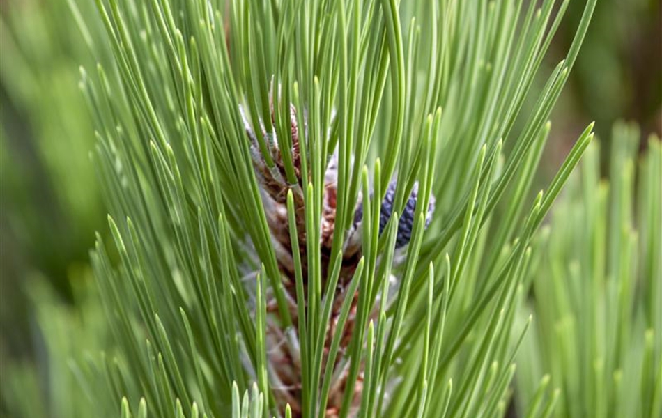 Pinus heldreichii 'Compact Gem'