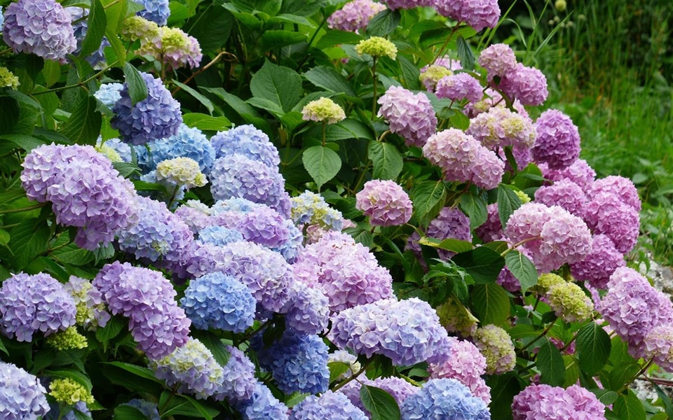 hydrangeas-177317_1920.jpg