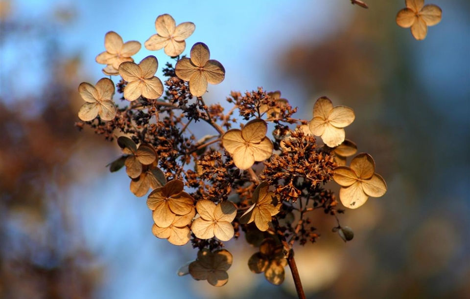 hydrangea-925234_1920.jpg