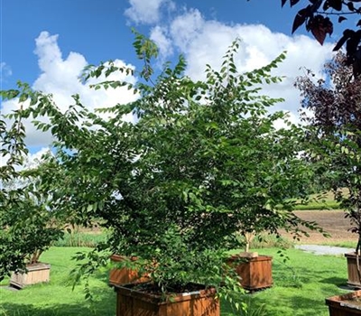 Zelkova serrata Nr. 54