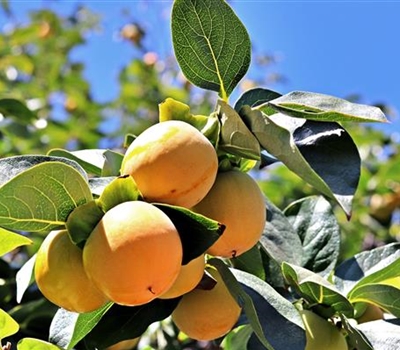 Prunus armeniaca 'Holub's Zuckeraprikose'