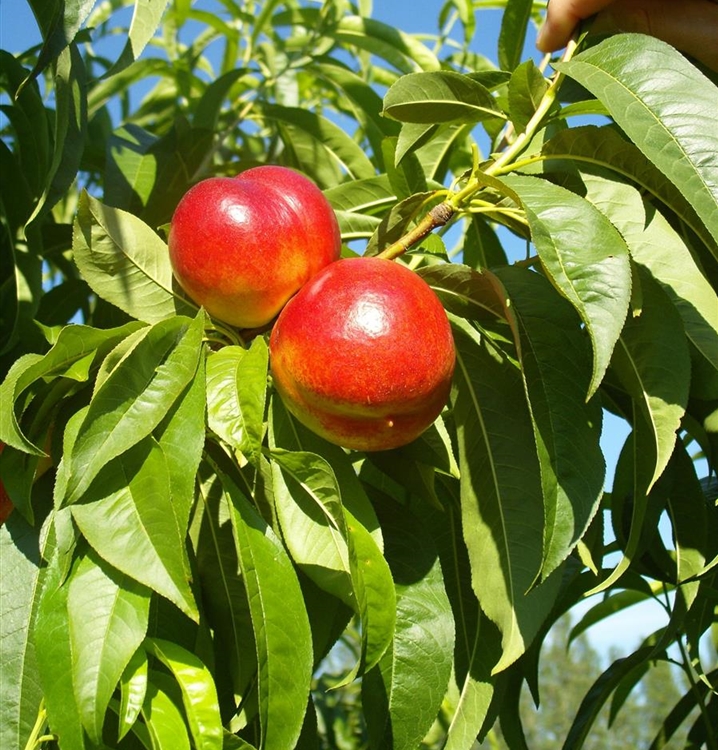 Säulennektarinenbaum