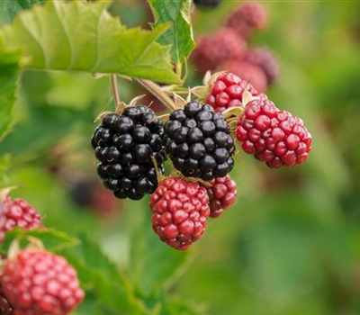 Rubus fruticosus 'Theodor Reimers' (Himalaya)