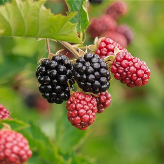 Rubus fruticosus 'Theodor Reimers' (Himalaya)