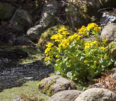 Caltha palustris