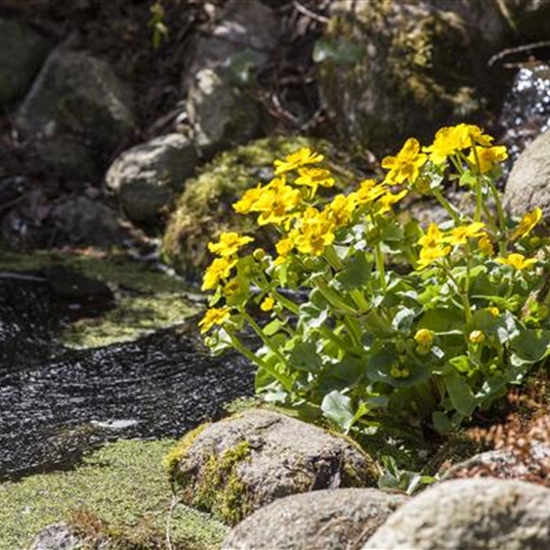 Caltha palustris