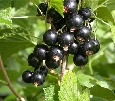 Ribes nigrum 'Titania'