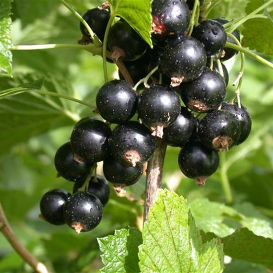 Ribes nigrum 'Titania'