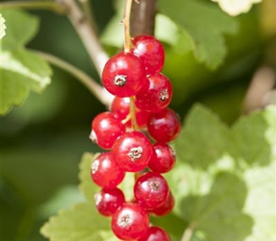 Ribes rubrum 'Jonkheer van Tets'