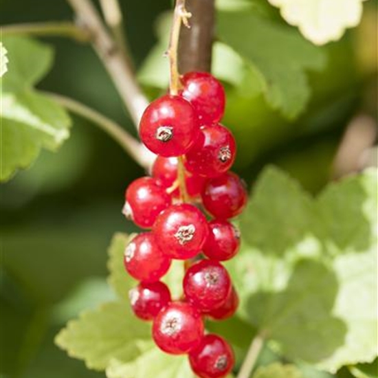 Ribes rubrum 'Jonkheer van Tets'