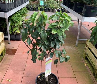 Pyrus communis 'Garden Pearl'