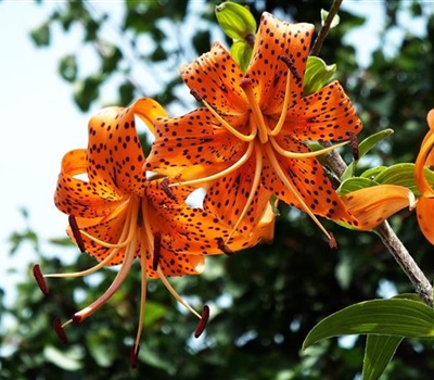 Lilium henryi