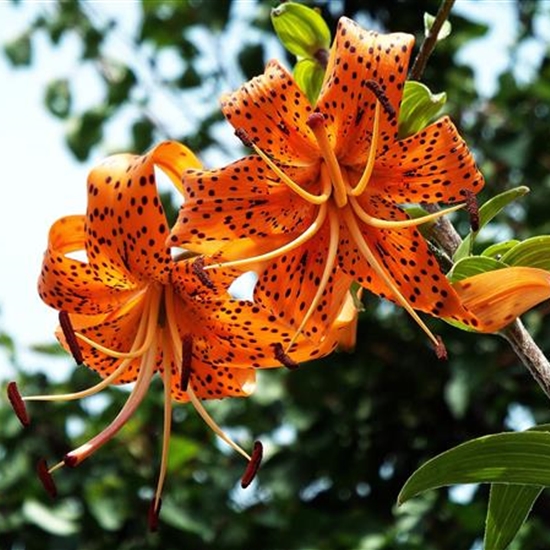 Lilium henryi