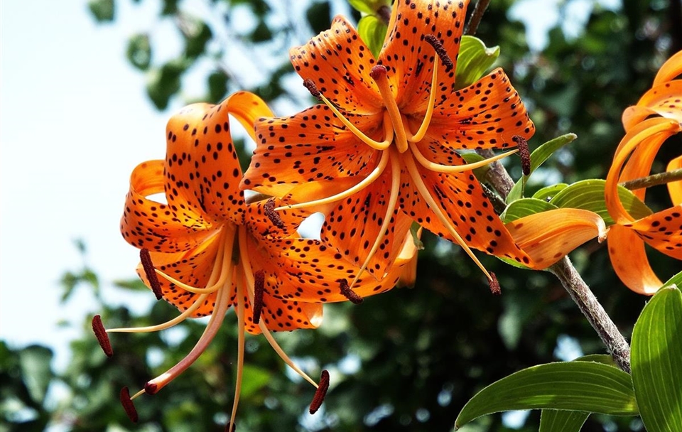 tiger-lily-g537413b42_1920.jpg