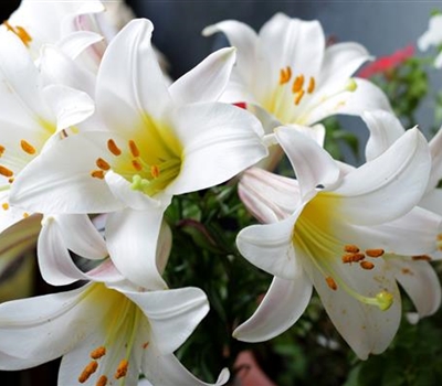 Lilium candidum