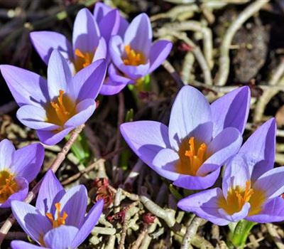 Crocus vernus 'Flower Record'