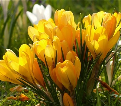 Crocus korolkowii