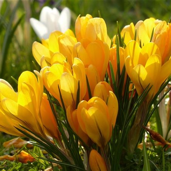 Crocus korolkowii