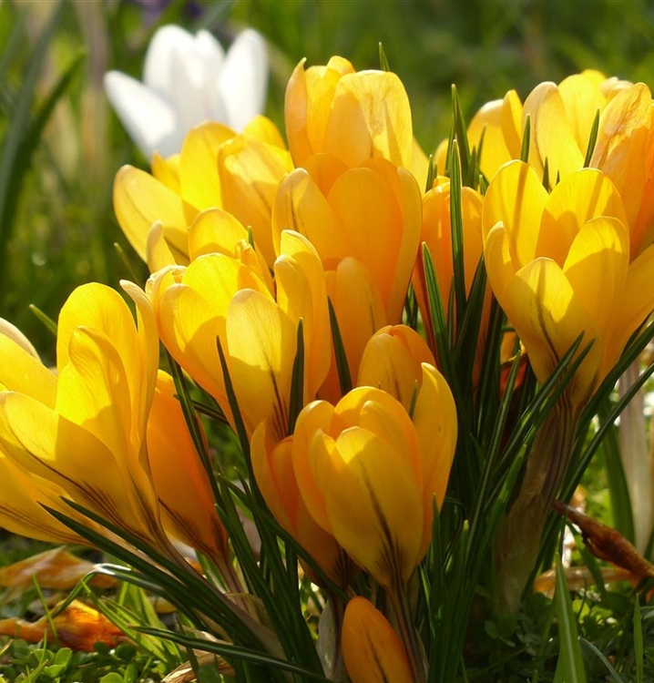 Crocus