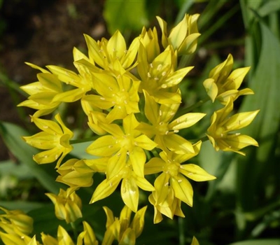 Allium moly