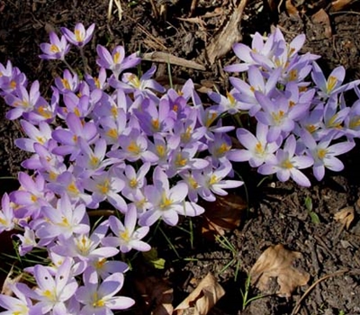 Crocus tommasinianus