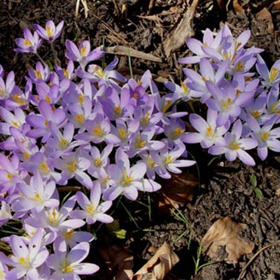 Crocus tommasinianus