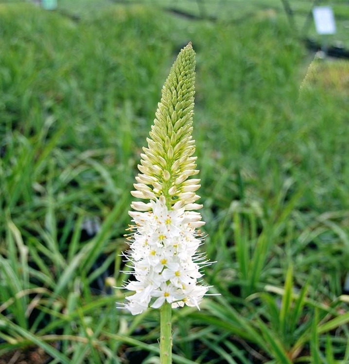 Lilienschweif, Steppenkerze