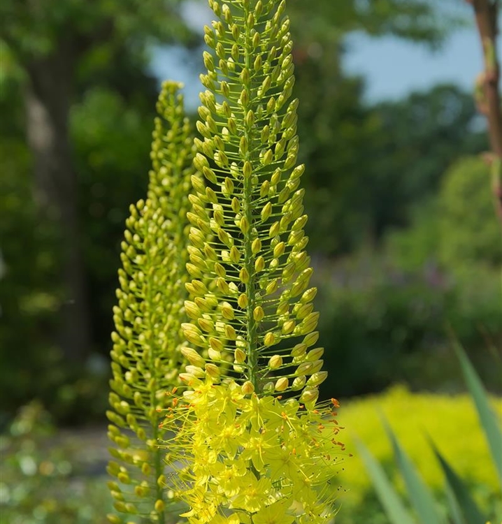 Lilienschweif, Steppenkerze