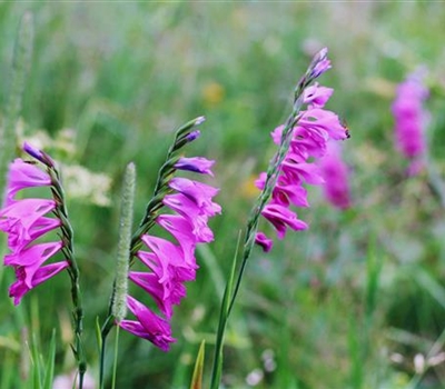 Gladiolus palustris ssp byzantinus