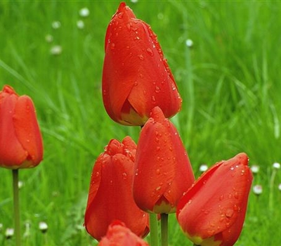 Tulipa 'Apeldoorn'