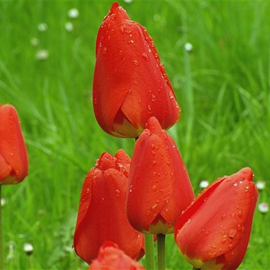 Tulipa 'Apeldoorn'