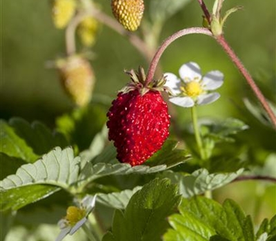 Fragaria vesca