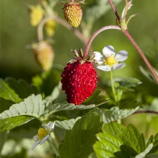 Fragaria vesca