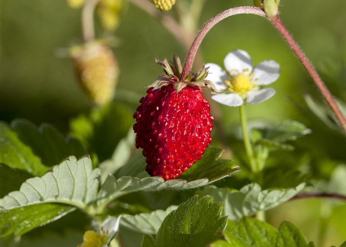 Fragaria vesca