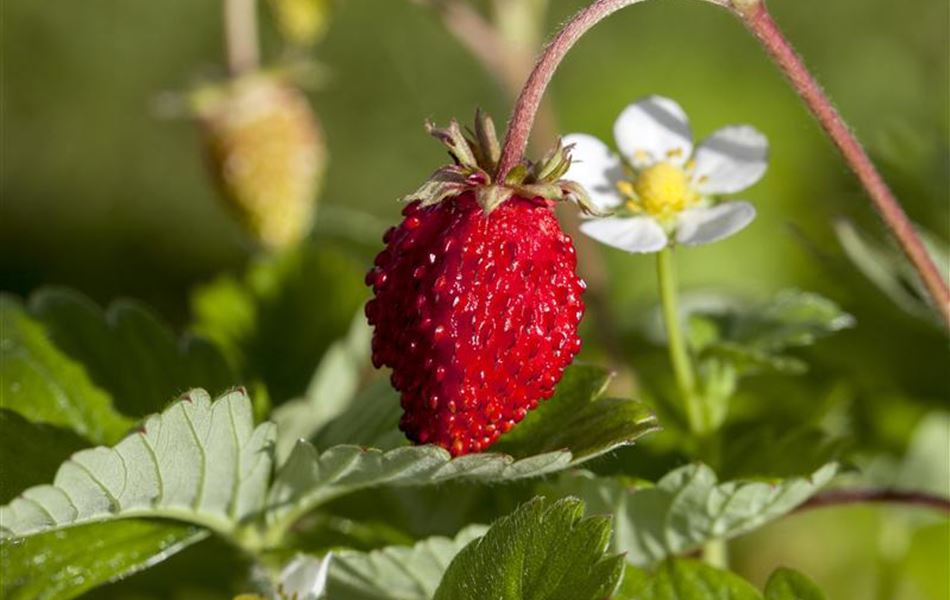 Fragaria vesca