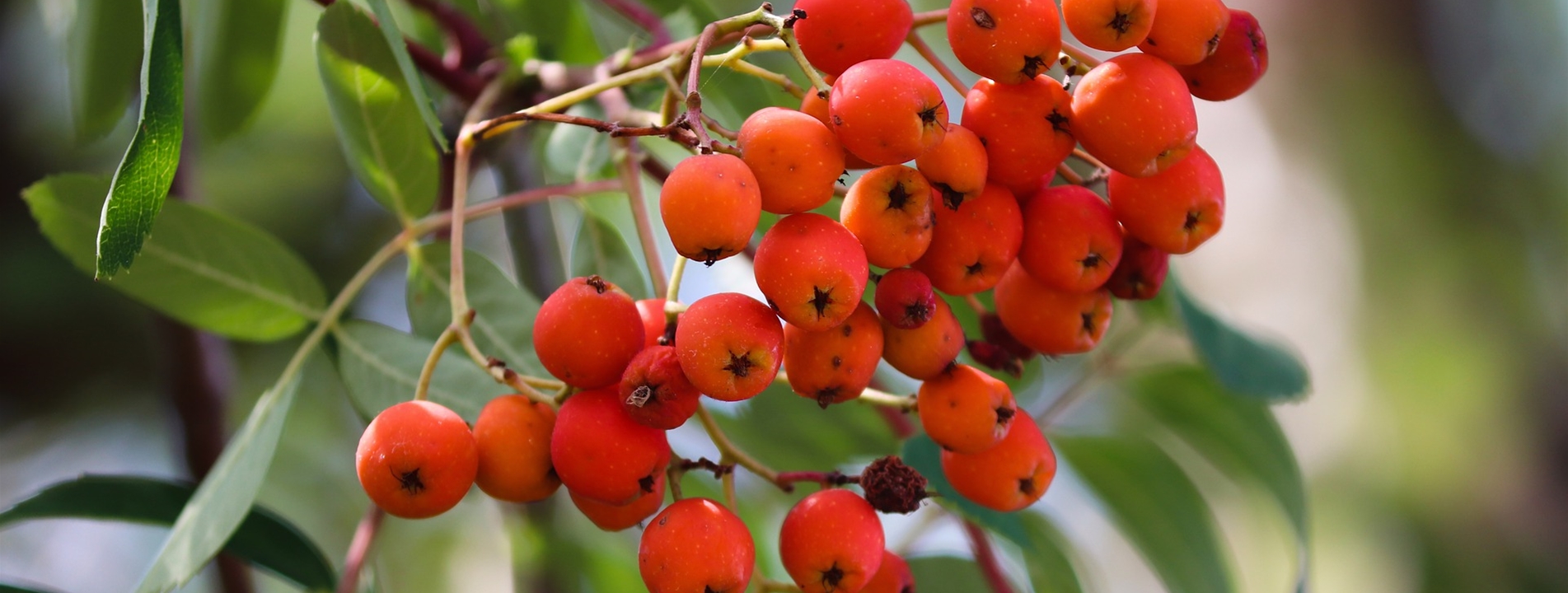 Sorbus aucuparia