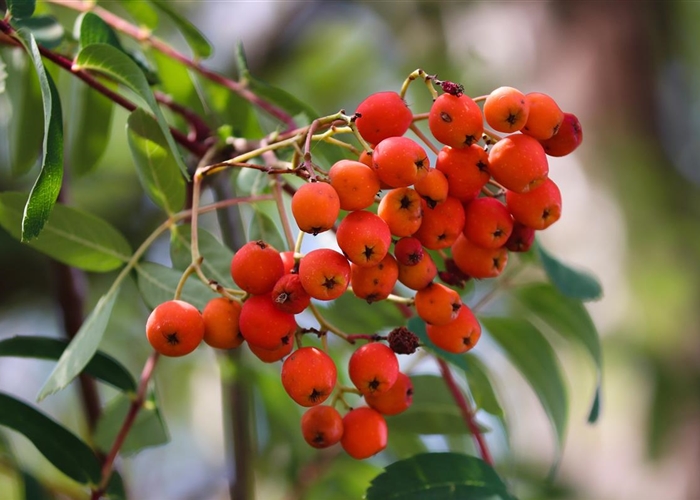 Sorbus aucuparia