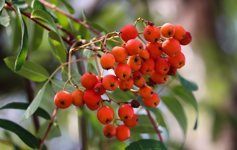 Sorbus aucuparia