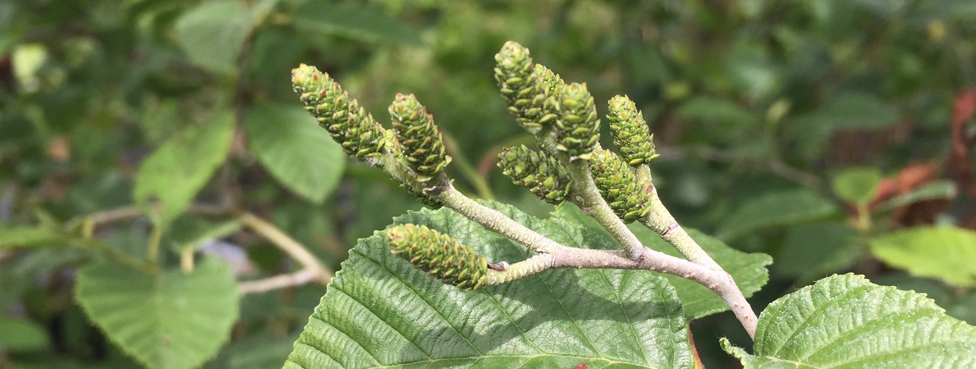 Alnus incana