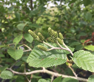 Alnus incana