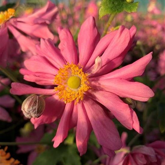 Anemone hupehensis 'Prinz Heinrich'