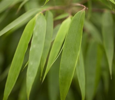 Fargesia murieliae 'Rufa'