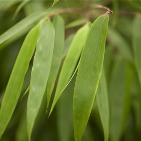 Fargesia murieliae 'Rufa'