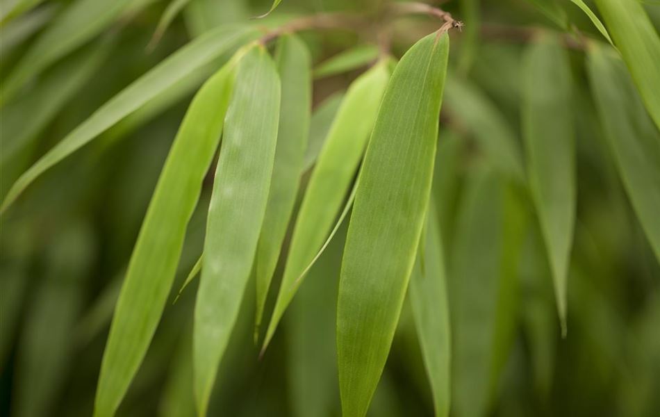 Fargesia murieliae 'Rufa'